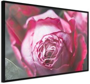 Αφίσα - Blooming Rose - 45x30 - Μαύρο - Χωρίς πασπαρτού