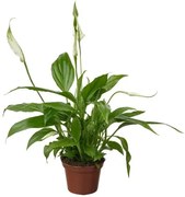 SPATHIPHYLLUM φυτό σε γλάστρα/Κρίνος, 6 cm 005.986.88