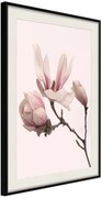 Αφίσα - Blooming Magnolias II - 40x60 - Μαύρο - Με πασπαρτού