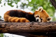 Φωτογραφία Red panda in a tree, Mark Chivers