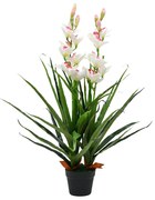 ΟΡΧΙΔΕΑ CYMBIDIUM ΤΕΧΝΗΤΗ ΠΡΑΣΙΝΗ 100 ΕΚ. ΜΕ ΓΛΑΣΤΡΑ 245952