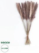 Αποξηραμένο Διακοσμητικό Μπουκέτο Pampas Kάφε Artificial Garden 21215 Globostar-21215-Καφέ 21215