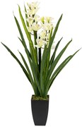 ΟΡΧΙΔΕΑ ΚΥΜΒΙΔΙΟ (CYMBIDIUM ORCHID)  ΜΕ ΔΥΟ ΛΟΥΛΟΥΔΙΑ ΚΑΙ ΓΛΑΣΤΡΑ ΜΕΓΕΘΟΣ 100ΕΚ