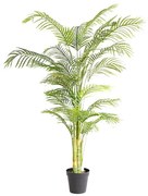 PALM TREE  NP5506_180_22  ΥΨΟΣ 180cm NewPlan