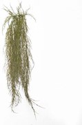 Supergreens Τεχνητή Κρεμαστή Ρουσέλια Καφέ 110 εκ