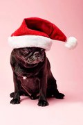 Φωτογραφία Grumpy Pug Wearing a Christmas Hat, ClarkandCompany