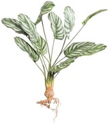 Τεχνητή Χωνευτή Καλαθέα Orbifolia 7431-7 25x61cm Green Supergreens Polyethylene