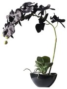 Τεχνητό Φυτό Ορχιδέα Phalaenopsis Real Touch Μαύρη με Κασπώ 48 εκ. 1170-6 Supergreens 1170-6 Μαύρο