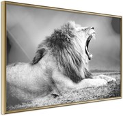 Αφίσα - Yawning Lion - 60x40 - Χρυσό - Χωρίς πασπαρτού