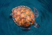 Φωτογραφία Spin Turtle, Sergi Garcia