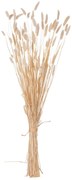 Διακοσμητικό Μπουκέτο Αποξηραμένο Rabbit Tail- Cream 50gr 76Υεκ.