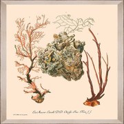 Κάδρο Deliciae Naturae Iii Fa13355 35X50Cm Beige-Orange Mindthegap Κάθετοι Wood