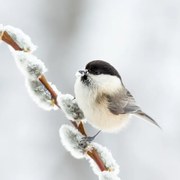 Φωτογραφία Willow tit in winter., Annie Keizer