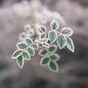 Φωτογραφία Close-up of frozen plant, Giulio Donati / 500px