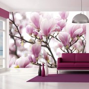 Φωτοταπετσαρία - Magnolia bloosom 250x193