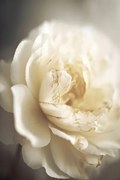 Φωτογραφία Peony in soft light, Treechild