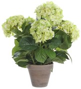 Τεχνητό Λουλούδι Σε Γλάστρα 45εκ. Edelman Hortensia Cream 947273