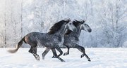 Φωτογραφία Two running grey Purebred Spanish horses, Abramova_Kseniya