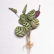 Τεχνητή Χωνευτή Καλαθέα Makoyana 5431-7 25x61cm Multi Supergreens Polyethylene