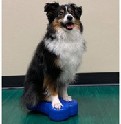 FitPAWS Πλατφόρμα Ισορρ. Κατ. Mini K9FITbone 2 τεμ 29x16,5x6εκ Μπλε