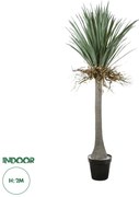 20047 GloboStar®  Artificial Garden BEAUCARNEA PALM TREE 20047 Τεχνητό Διακοσμητικό Φυτό Κυρτόφυλλος Μπουκαρνέα Υ200cm