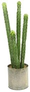 Διακοσμητικό Φυτό Σε Γλάστρα Cactaceae S 16x16x60cm Green Polyethylene