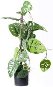 Τεχνητό Φυτό Μονστέρα Andansonii 7161-7 25x60cm Green Supergreens Polyethylene