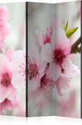 Διαχωριστικό με 3 τμήματα - Spring, blooming tree - pink flowers [Room Dividers]