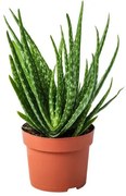 ALOE VERA Φυτό 702.766.51