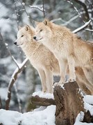 Φωτογραφία Arctic Wolves Pack in Wildlife, Winter Forest, 4FR