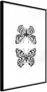 Αφίσα - Butterfly Collection I - 40x60 - Μαύρο - Χωρίς πασπαρτού