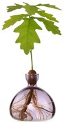Βάζο Για Ανάπτυξη Καρπού Βελανιδιού 001-10 10x10cm Spring Lilac Ilex Studio Γυαλί