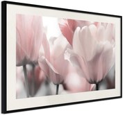 Αφίσα - Pastel Tulips II - 60x40 - Μαύρο - Με πασπαρτού