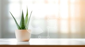 Intra Συλλεκτικό Ξύλινο Παζλ Plywood  4mm - Φυτό Aloe Vera σε τραπέζι με φυσικό φως Σε Ξύλινο Κουτί - Διαστάσεις: 10x10 cm – 25 κομμάτια