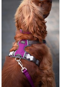 Λουρί Σκύλου Red Dingo Dingo 25-36 cm 31-43 cm Μωβ XS