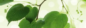 Αυτοκόλλητη φωτοταπετσαρία για πράσινα φύλλα κουζίνας - 180x60