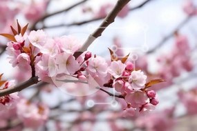 Intra Συλλεκτικό Ξύλινο Παζλ Plywood 4mm - Κλαδί δέντρου με ροζ άνθη Σε Ξύλινο Κουτί - Διαστάσεις: 10x10 cm – 25 κομμάτια