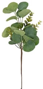 Beauty Home ΕΥΚΑΛΥΠΤΟΣ 35 CM