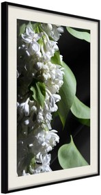 Αφίσα - Fragrant Spring - 40x60 - Μαύρο - Με πασπαρτού