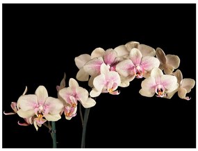 Φωτοταπετσαρία - Blooming orchid 450x270