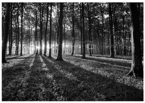 Φωτοταπετσαρία - The Light in the Forest 400x280