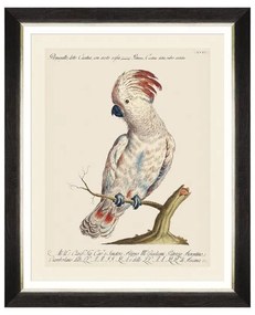 Κάδρο Parrots Of Brazil VIII FA13218 40X50 MindTheGap Οριζόντιοι Wood