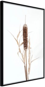 Αφίσα - Typha - 30x45 - Μαύρο - Χωρίς πασπαρτού