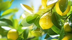 Intra Συλλεκτικό Ξύλινο Παζλ Plywood 4mm - Λεμονόδεντρο με ώριμα λεμόνια Σε Ξύλινο Κουτί - Διαστάσεις: 10x10 cm – 25 κομμάτια