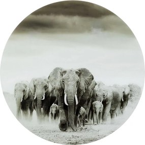 Γυάλινος Πίνακας Στρογγυλός  Elephant Walk 120 x0.4x 120εκ.