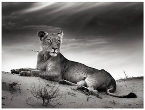 Φωτοταπετσαρία - Black and white lioness 300x231