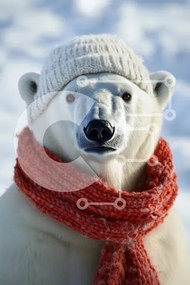 Σετ των 2 Intra Συλλεκτικό Ξύλινο Παζλ Plywood  4mm - Πολική αρκούδα στα χειμερινά αξεσουάρ Σε Ξύλινο Κουτί - Διαστάσεις: 10x10 cm – 25 κομμάτια