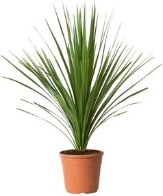 CORDYLINE INDIVISA φυτό σε γλάστρα/δράκαινα, 17 cm 805.746.31