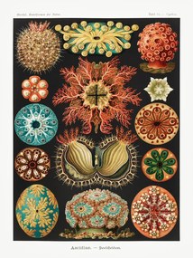 Αναπαραγωγή Ascidiae–Seescheiden, Ernst Haeckel