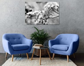 Εικόνα άνθη κερασιάς σε μαύρο & άσπρο - 120x80